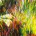 Grasses, Spring